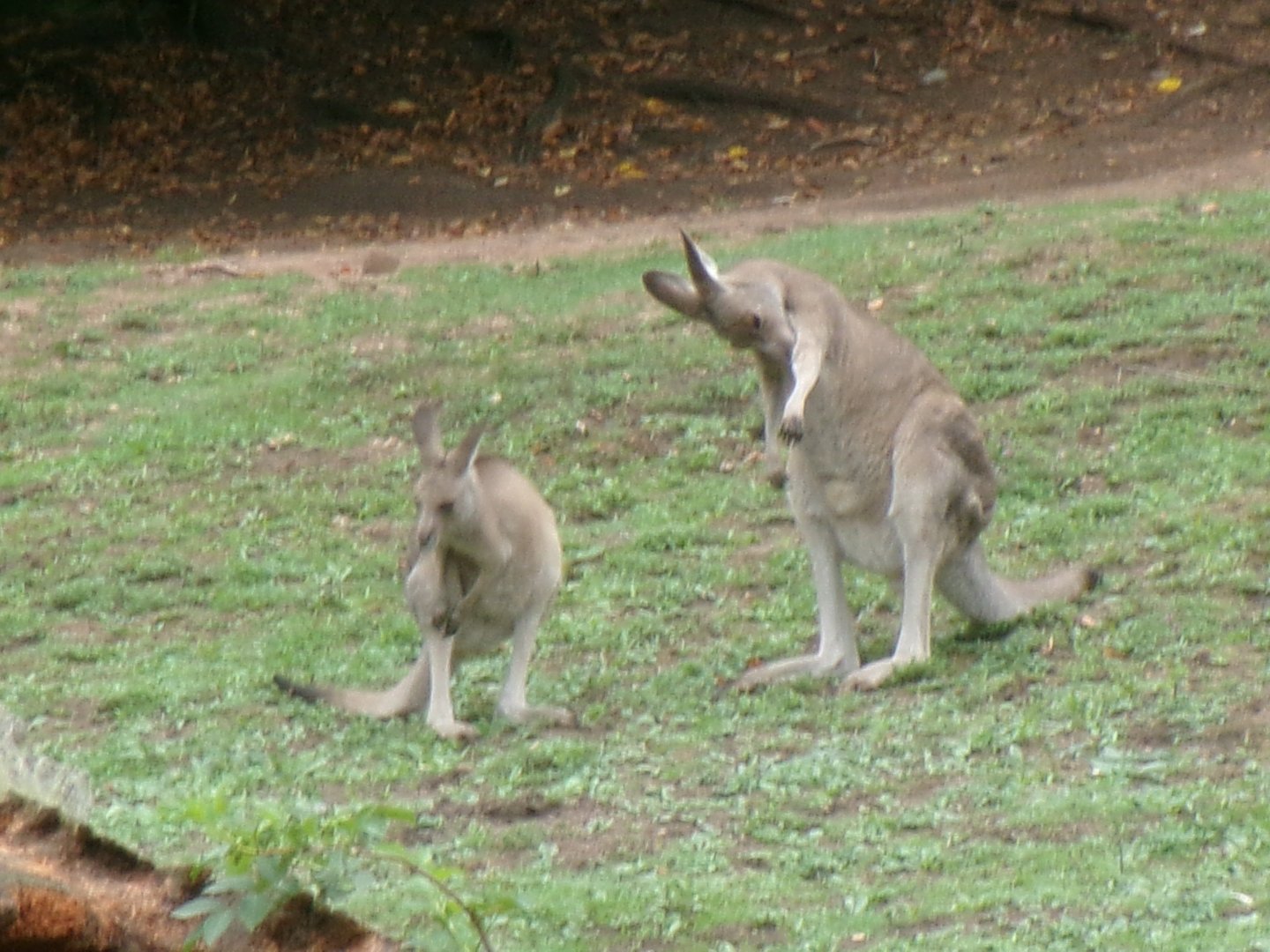 Eastern grey kangaroos