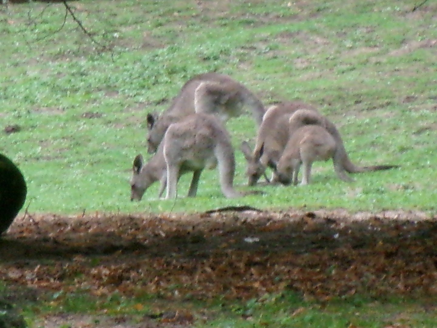 Eastern grey kangaroos