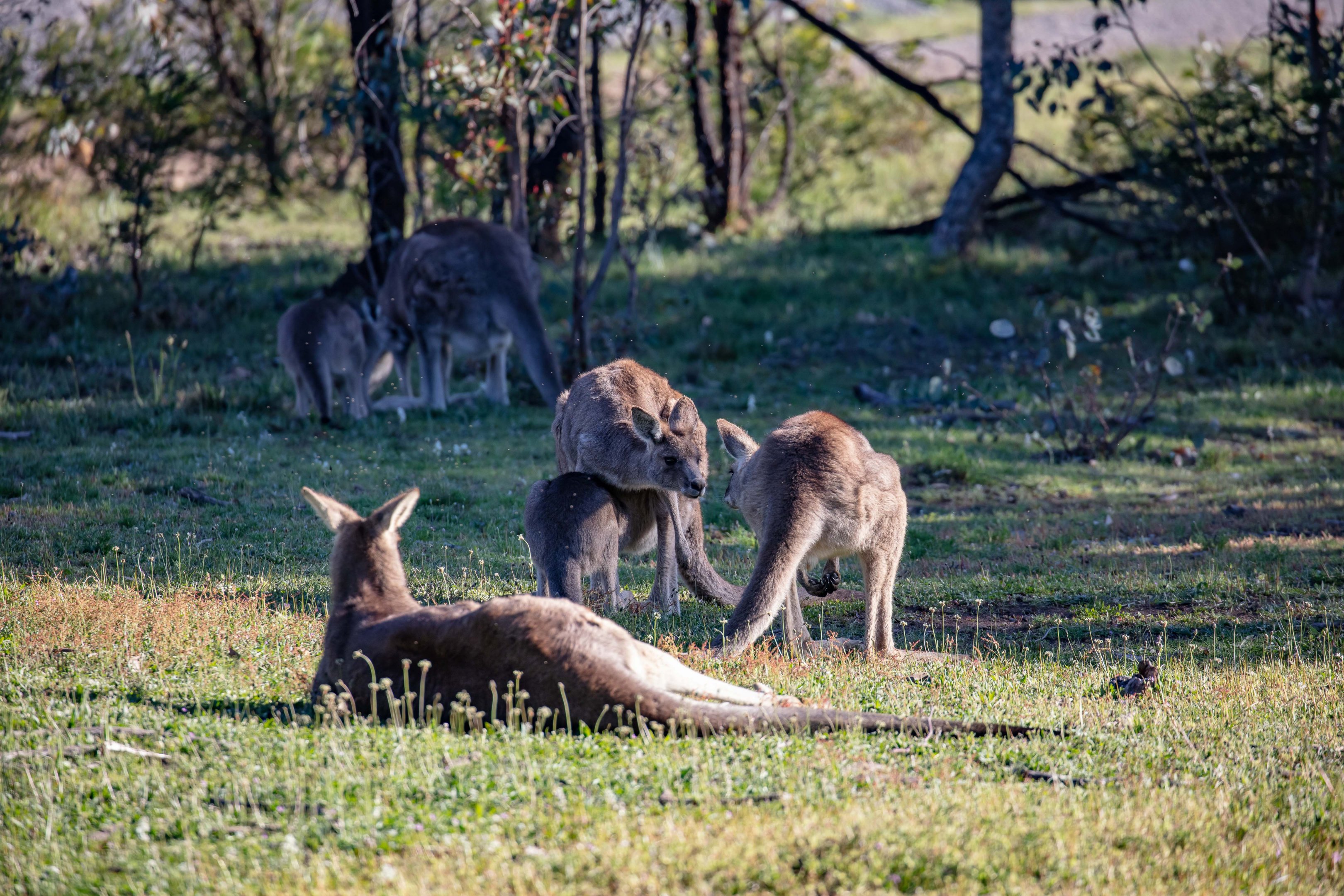 Eastern Grey Kangaroos