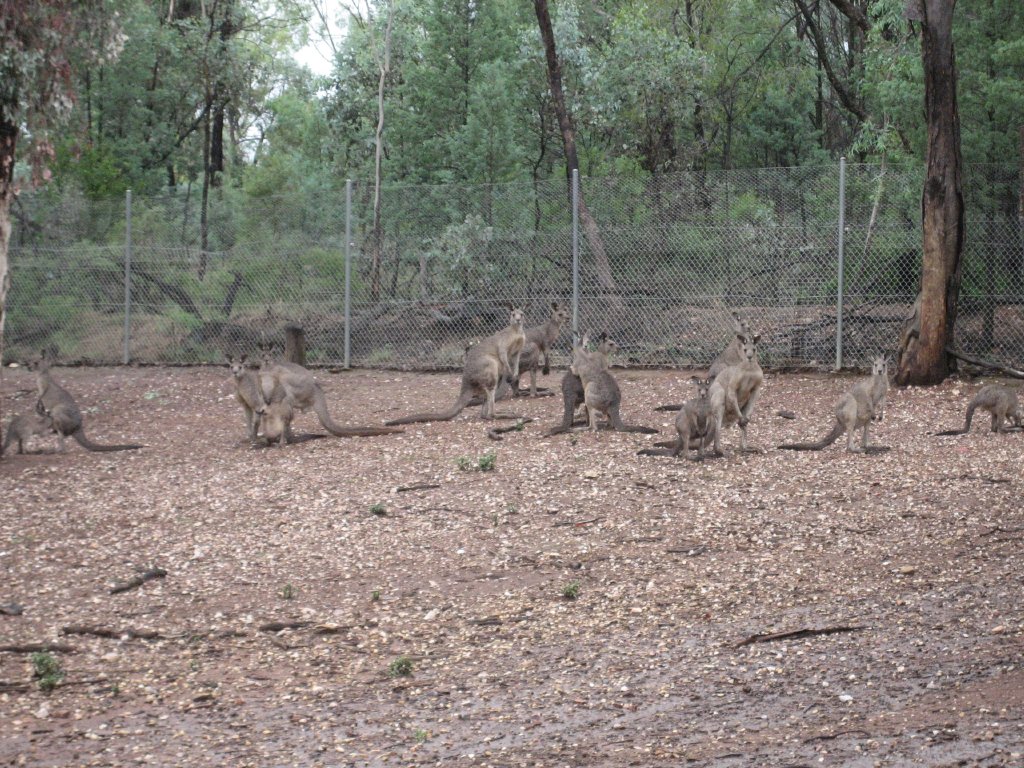 Eastern Grey Kangaroos