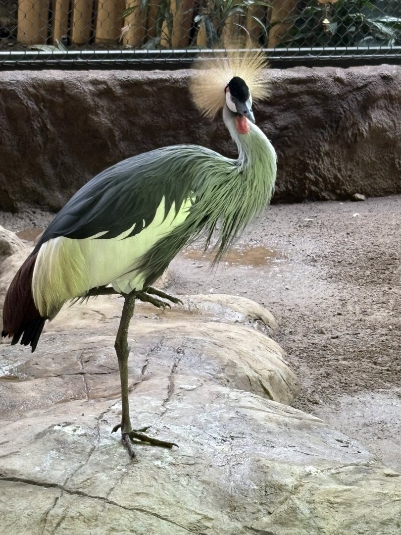 Eastern Grey-necked Crowned Crane