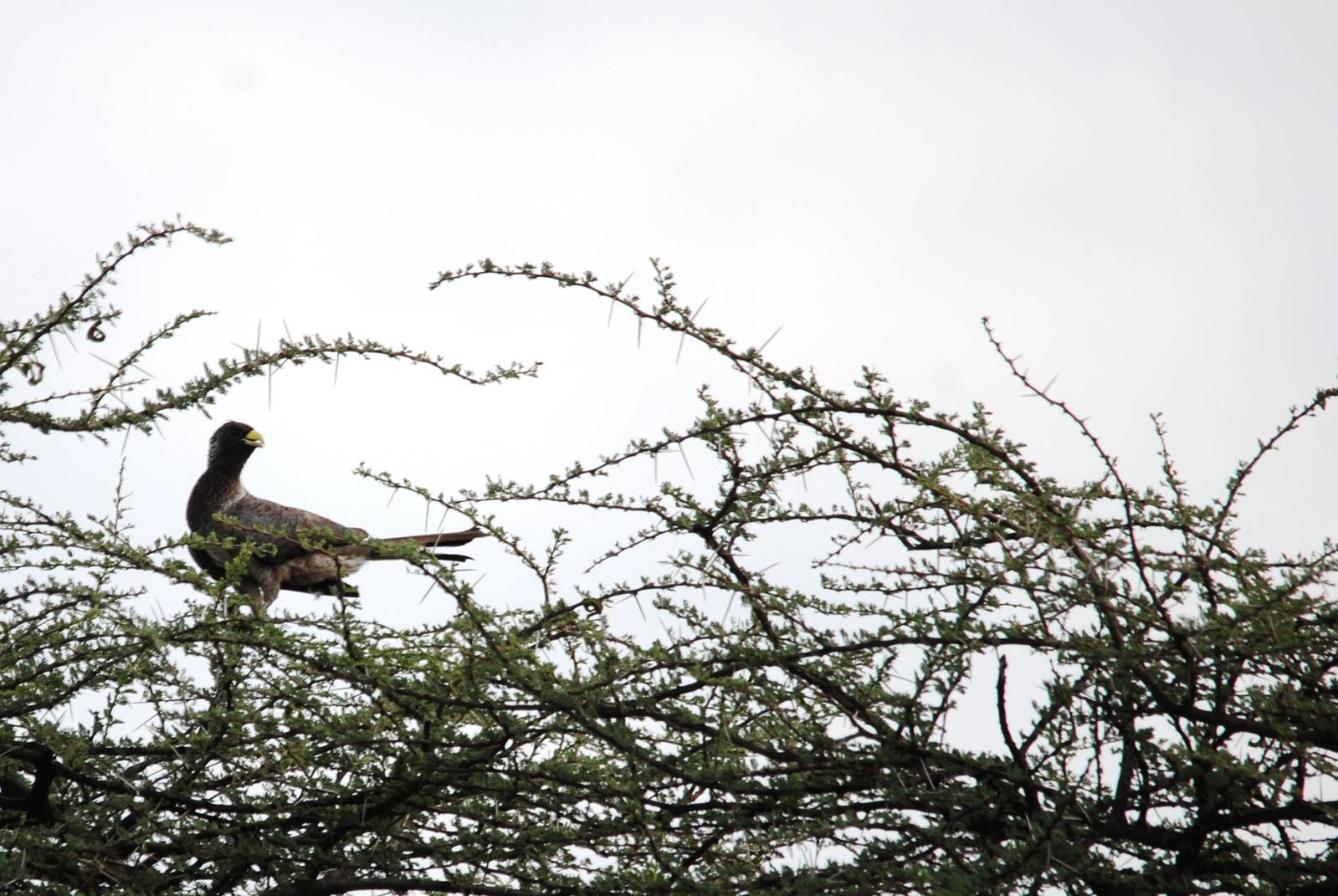 Eastern Grey Plantain-eater in Awash NP, 12/10/14