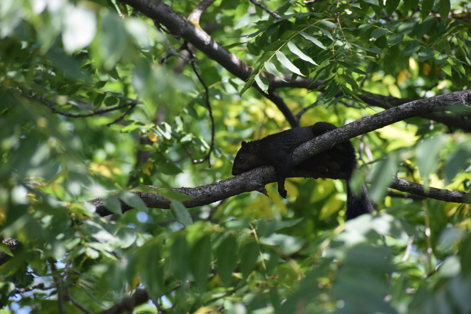Eastern Grey Squirrel, Ontario