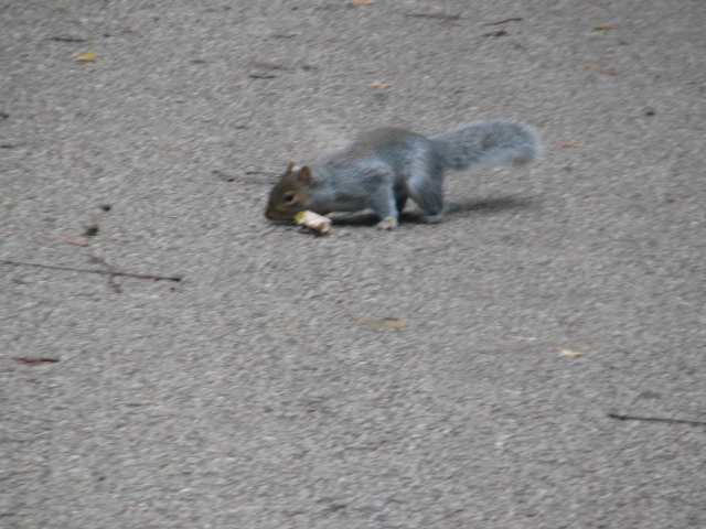 Eastern grey squirrel, Phoenix Park, Dublin