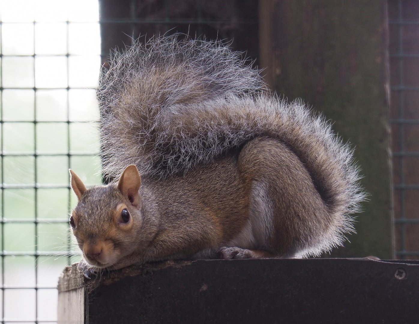 Eastern grey squirrel (Sciurus carolinensis), 2020-09-12