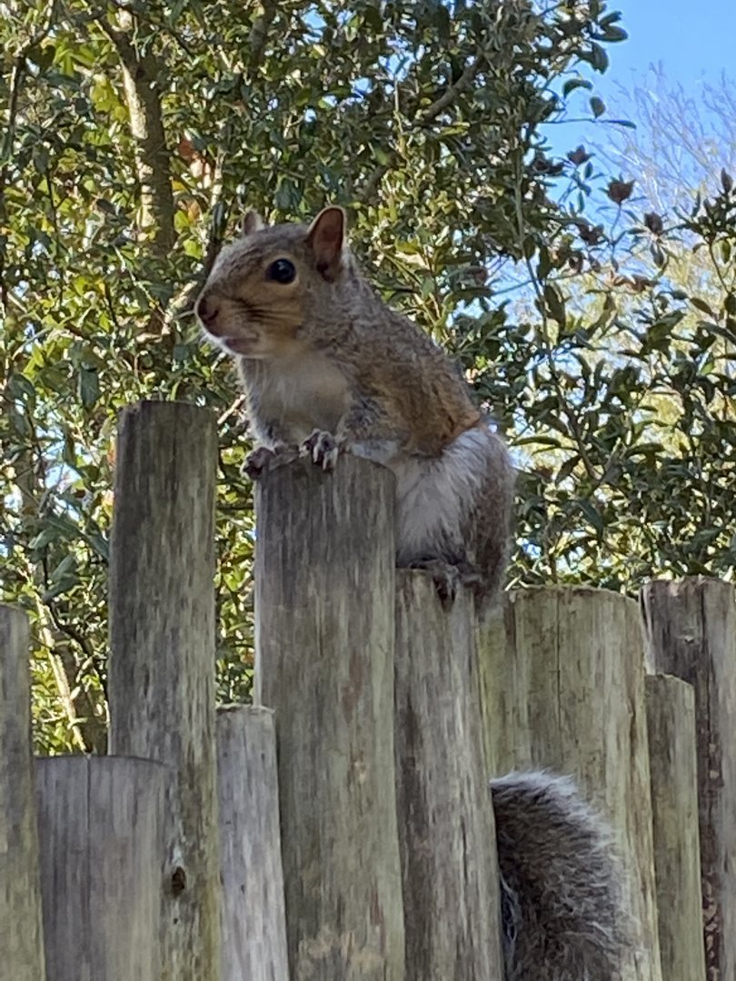 Eastern Grey Squirrel (Sciurus carolinensis)