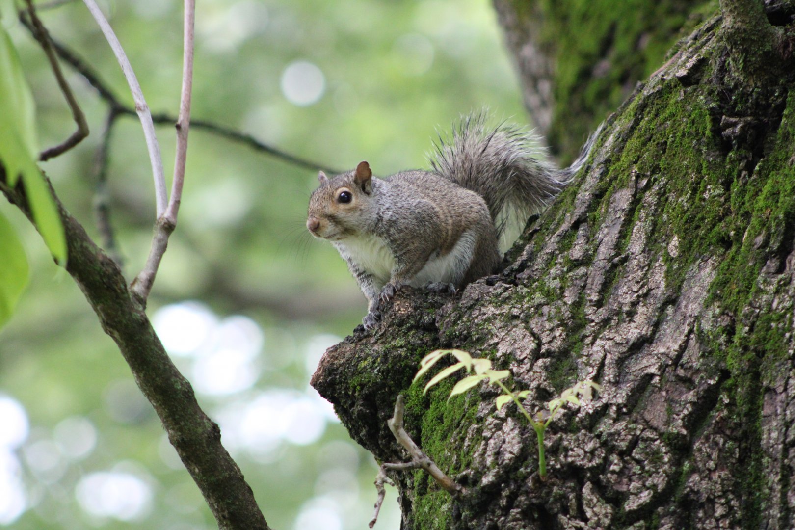 Eastern Grey Squirrel (Sciurus carolinensis)