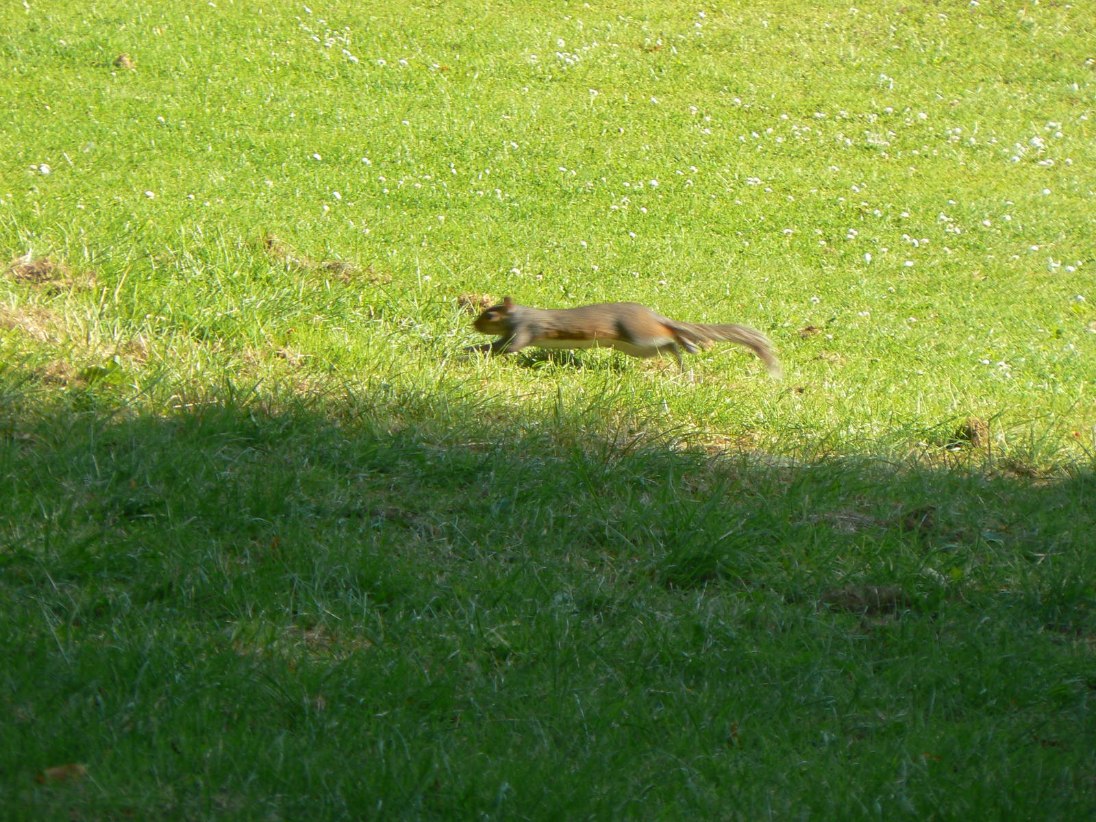 Eastern Grey Squirrel