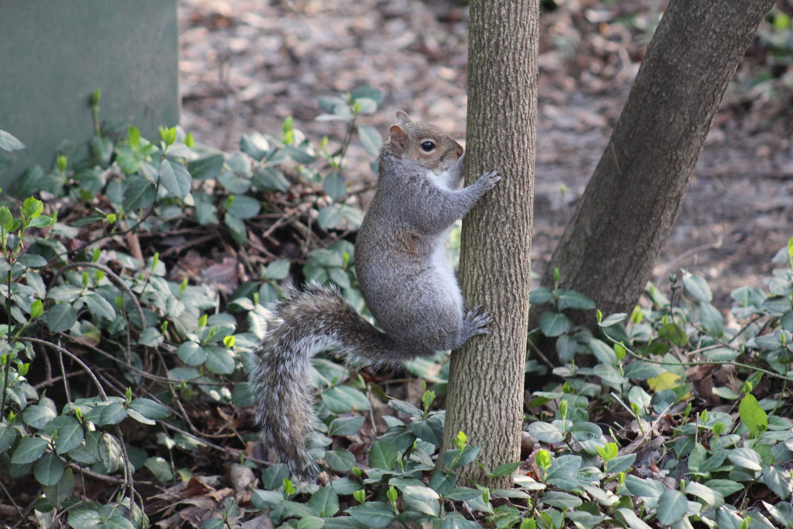Eastern Grey Squirrel