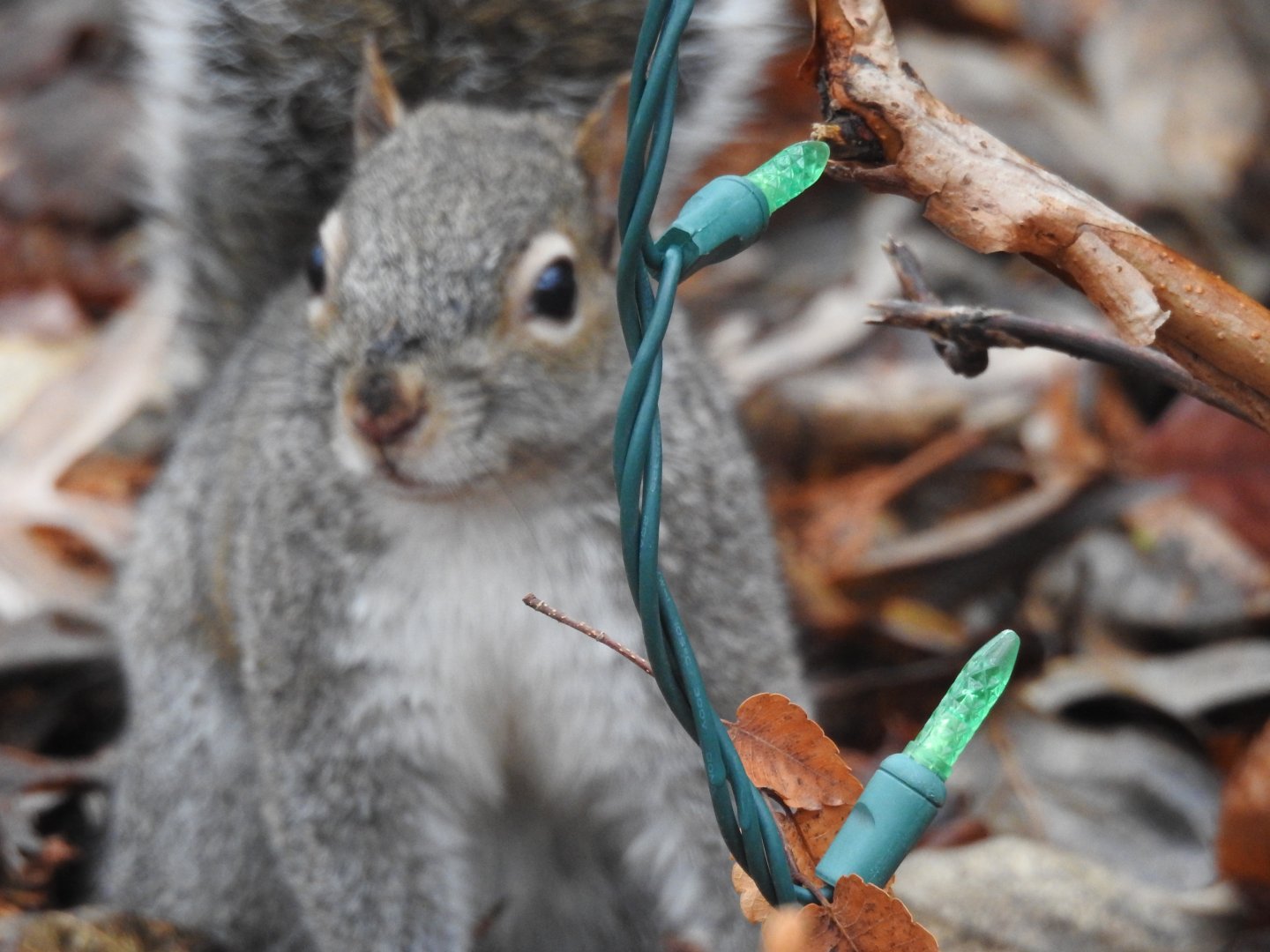 Eastern Grey Squirrel