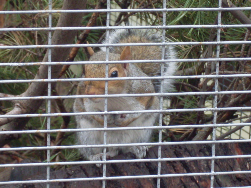 Eastern grey squirrel