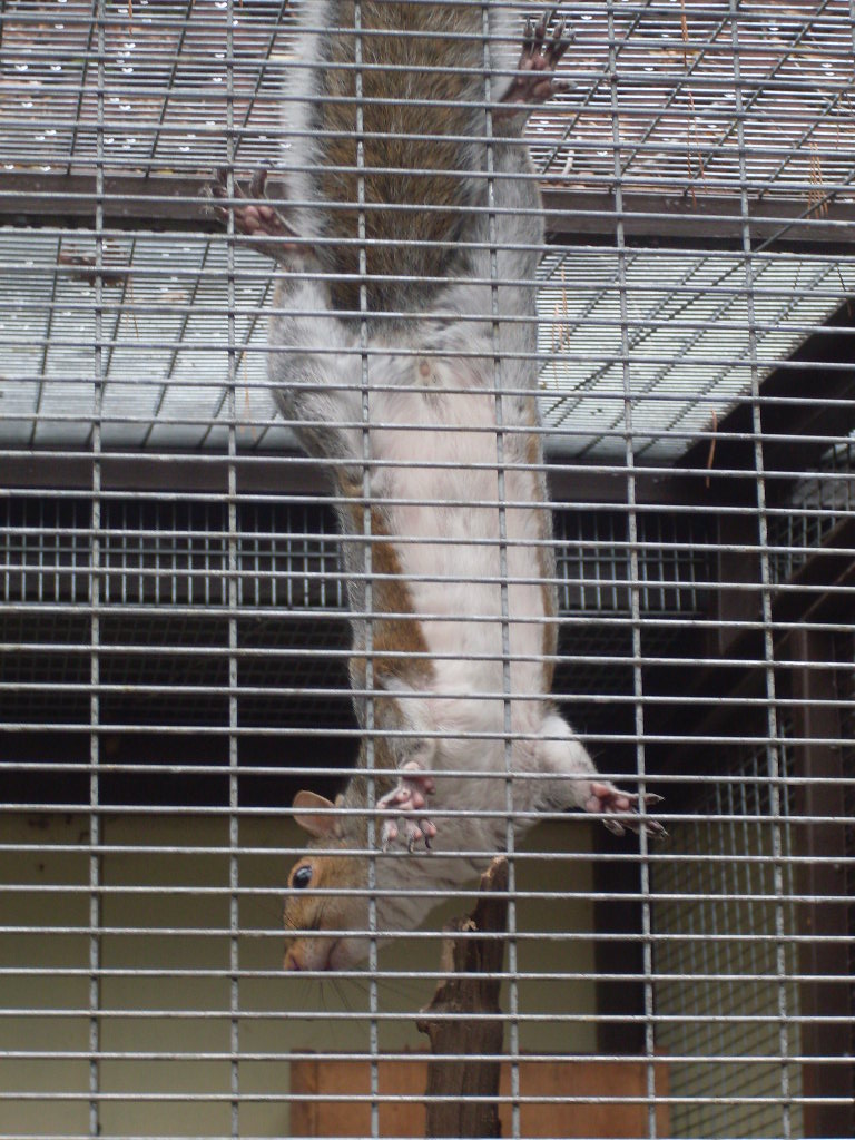 Eastern grey squirrel