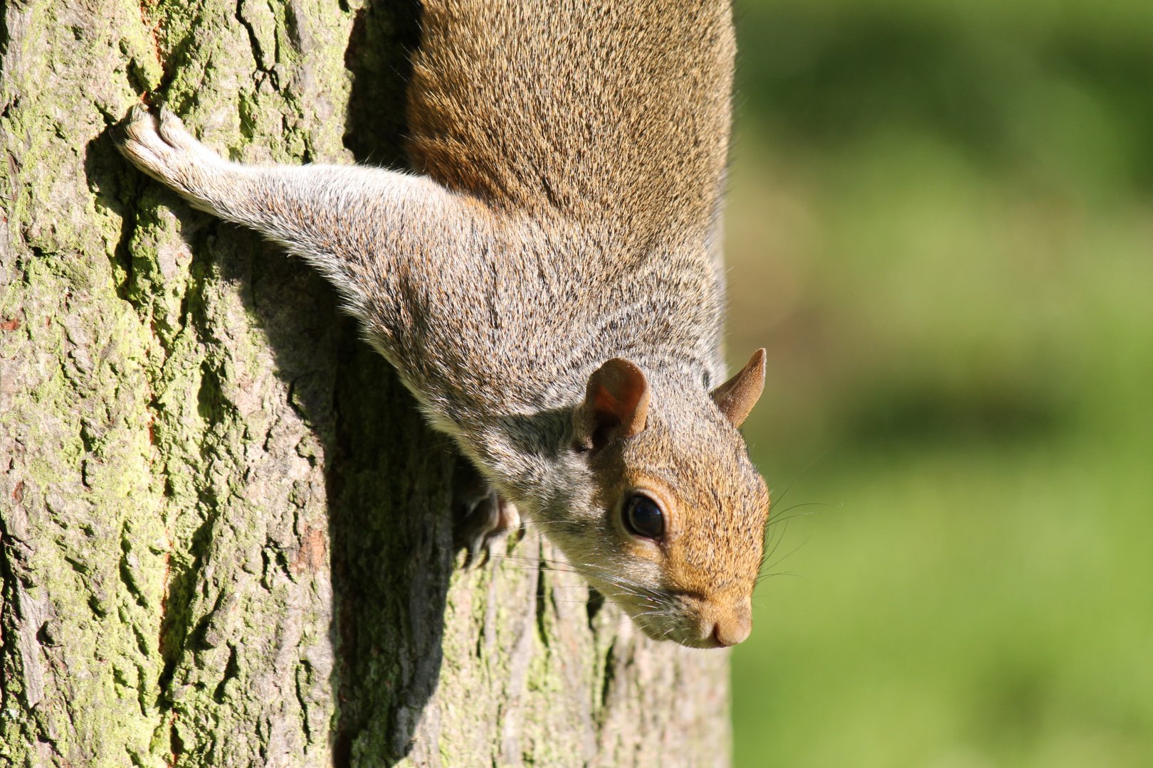 Eastern Grey Squirrel