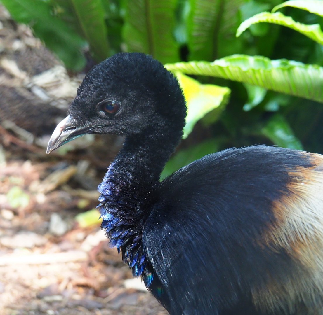 Eastern Grey-winged trumpeter (Psophia crepitans crepitans), 2021-07-17