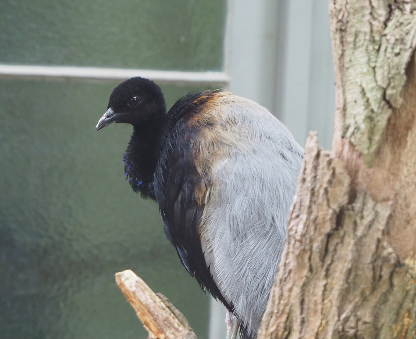 Eastern Grey-winged trumpeter (Psophia crepitans crepitans), 2022-05-26