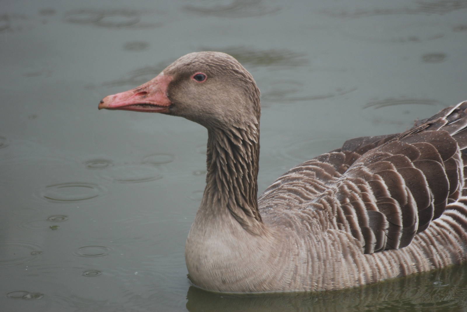 Eastern Greylag Goose at Blackbrook, 22/04/12