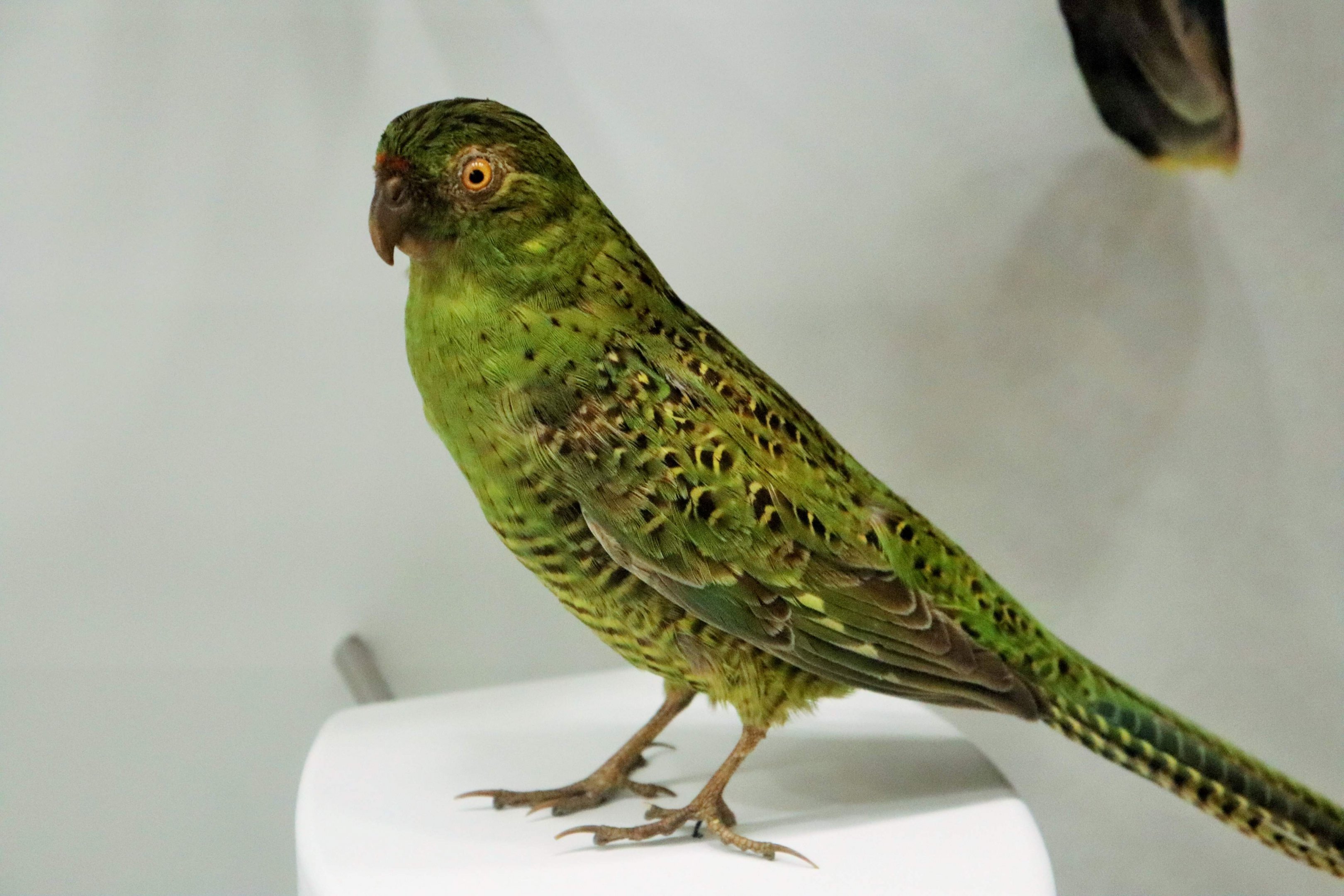Eastern Ground Parrot (Pezoporus wallicus)