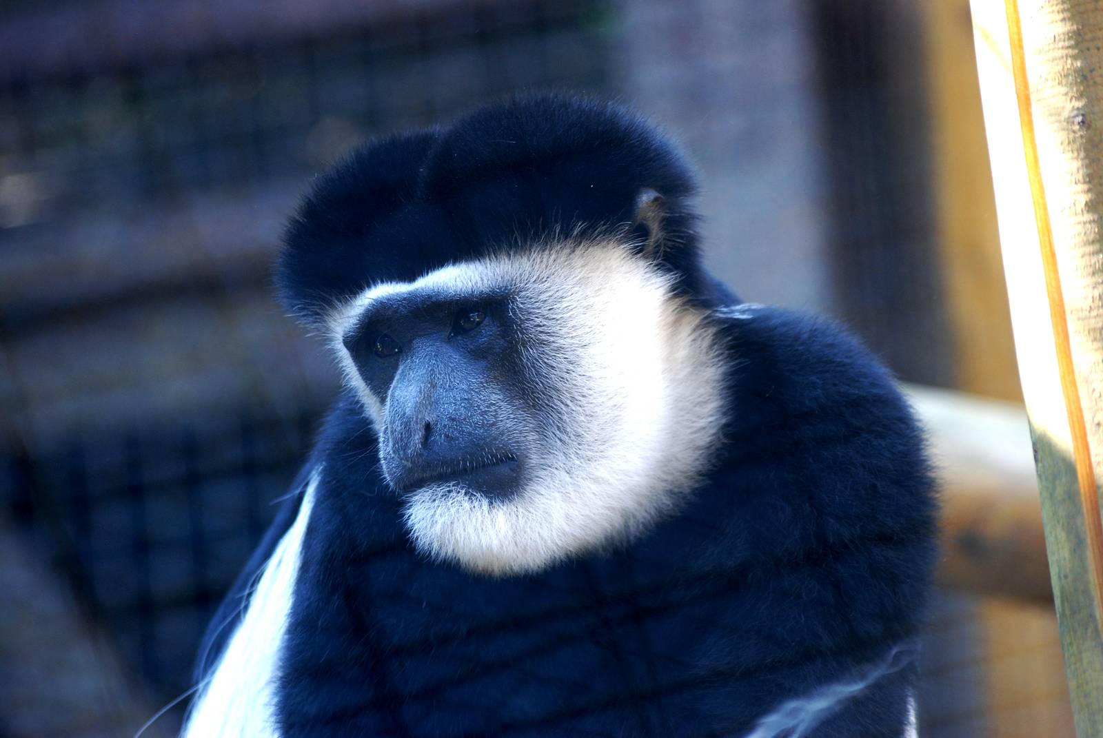 Eastern Guereza at Colchester, 28/05/12