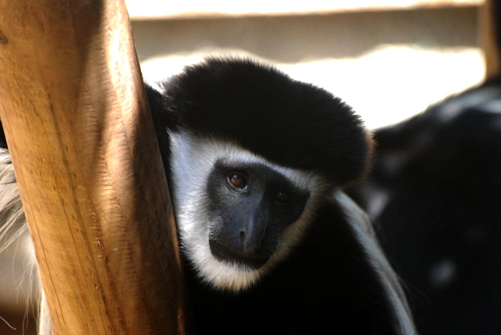 Eastern Guereza at Colchester, 31/08/13