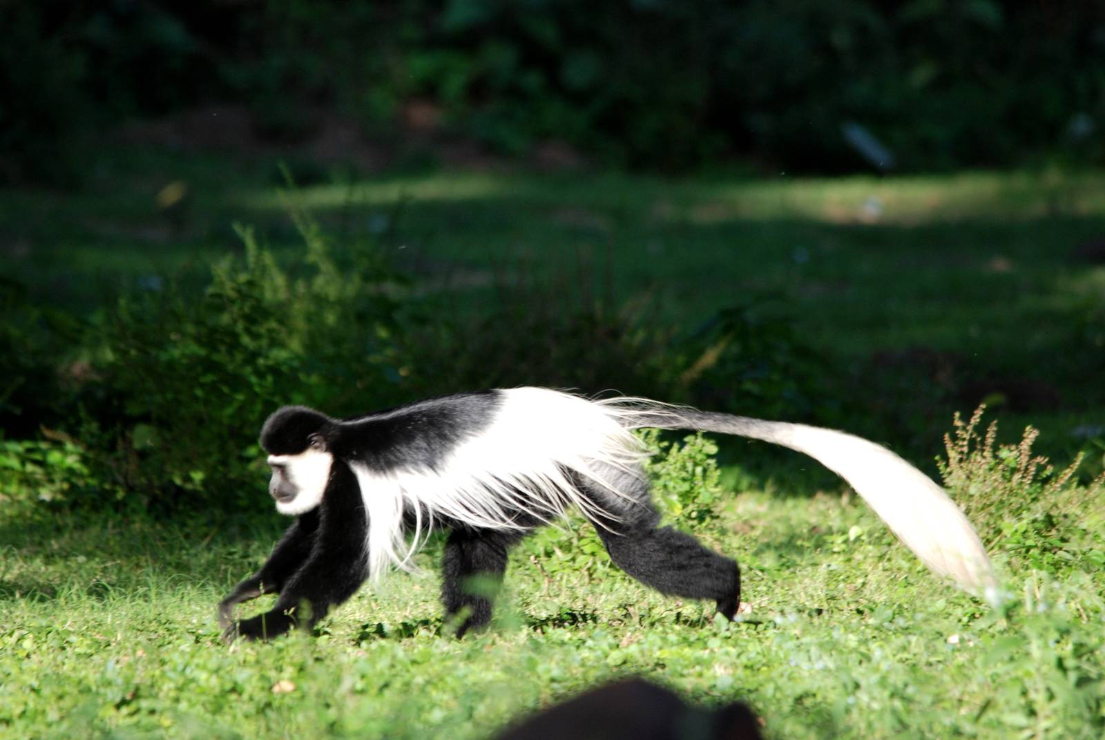 Eastern Guereza at Hawassa, 16/10/14