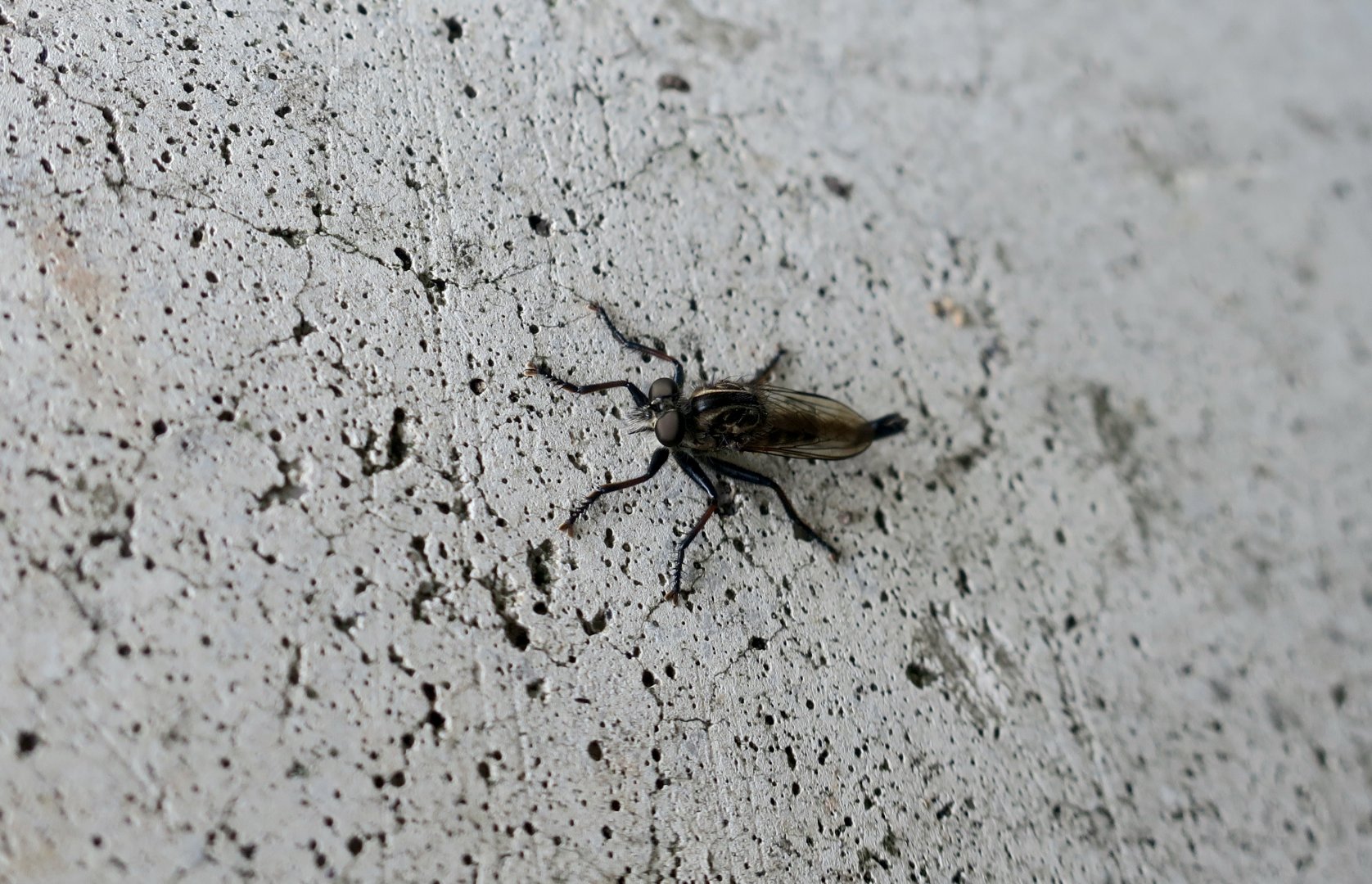 Eastern Hammertail (Efferia aestuans) - wild