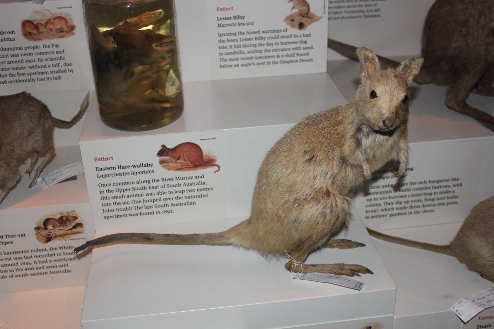 Eastern Hare-wallaby (Lagorchestes leporides)