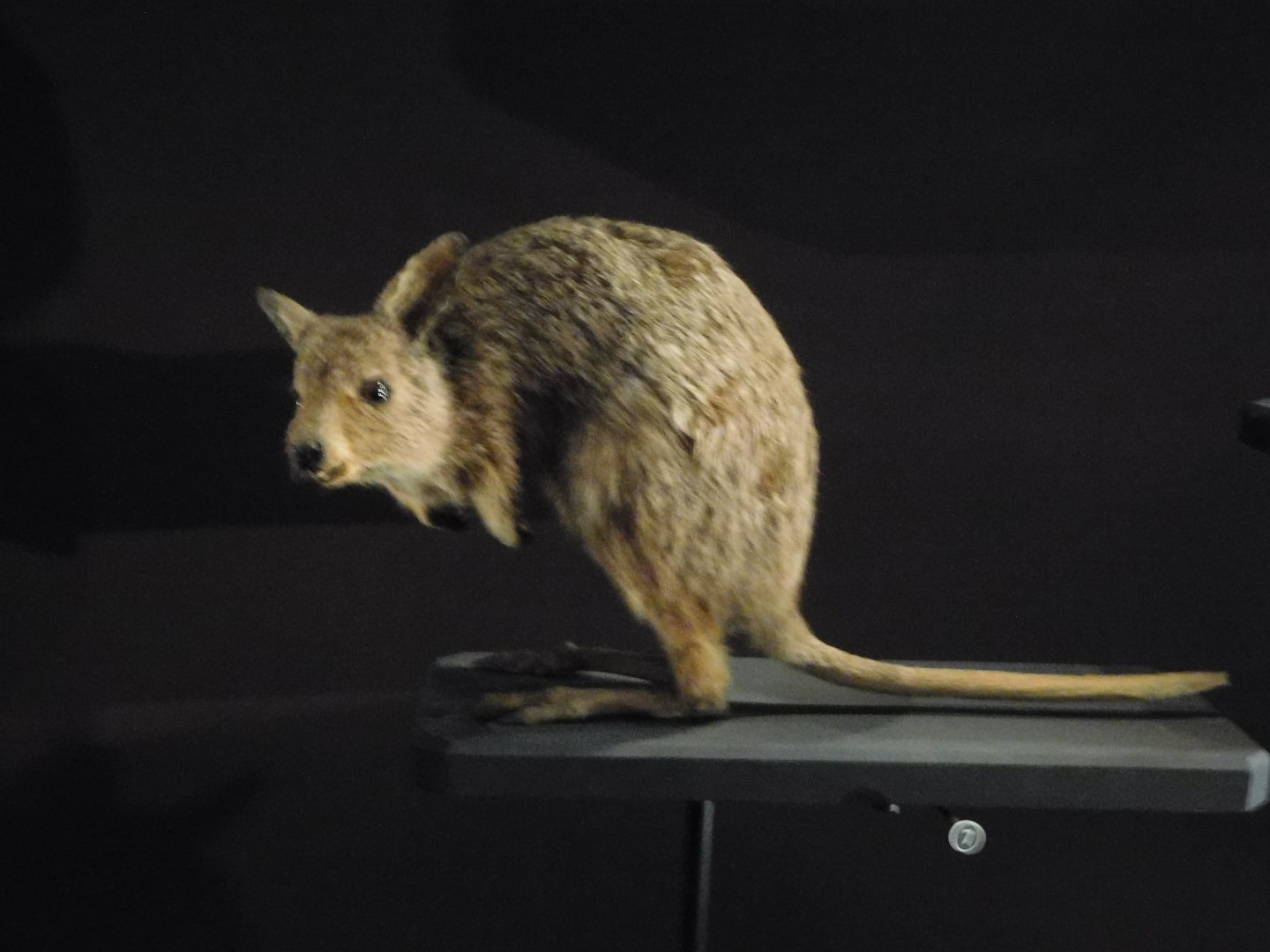 Eastern Hare Wallaby