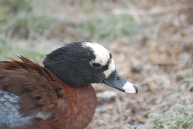 Eastern Hartlaub's duck, Blackbrook, 31.12.08