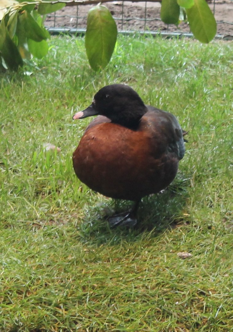 Eastern hartlaub's duck