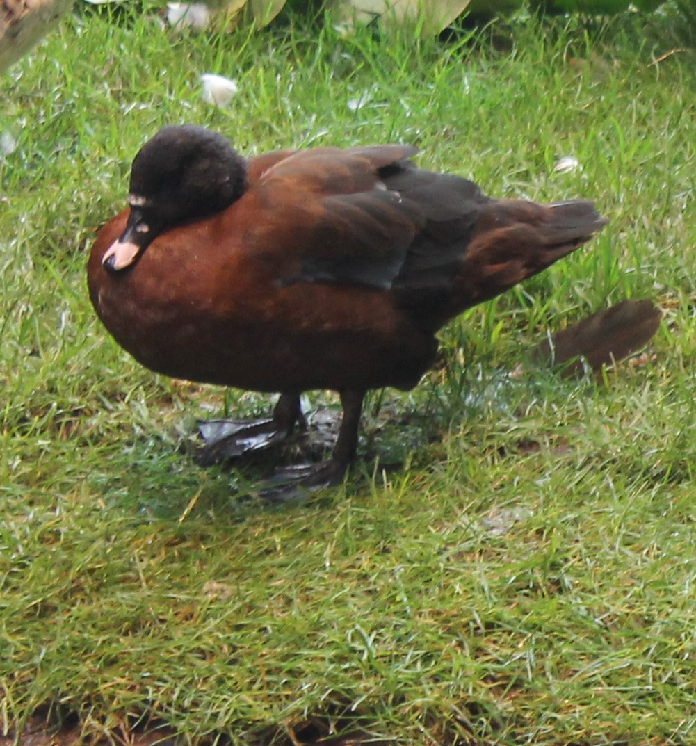 Eastern hartlaub's duck