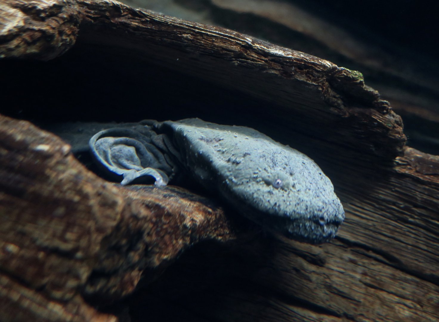 Eastern Hellbender (Cryptobranchus alleganiensis alleganiensis)