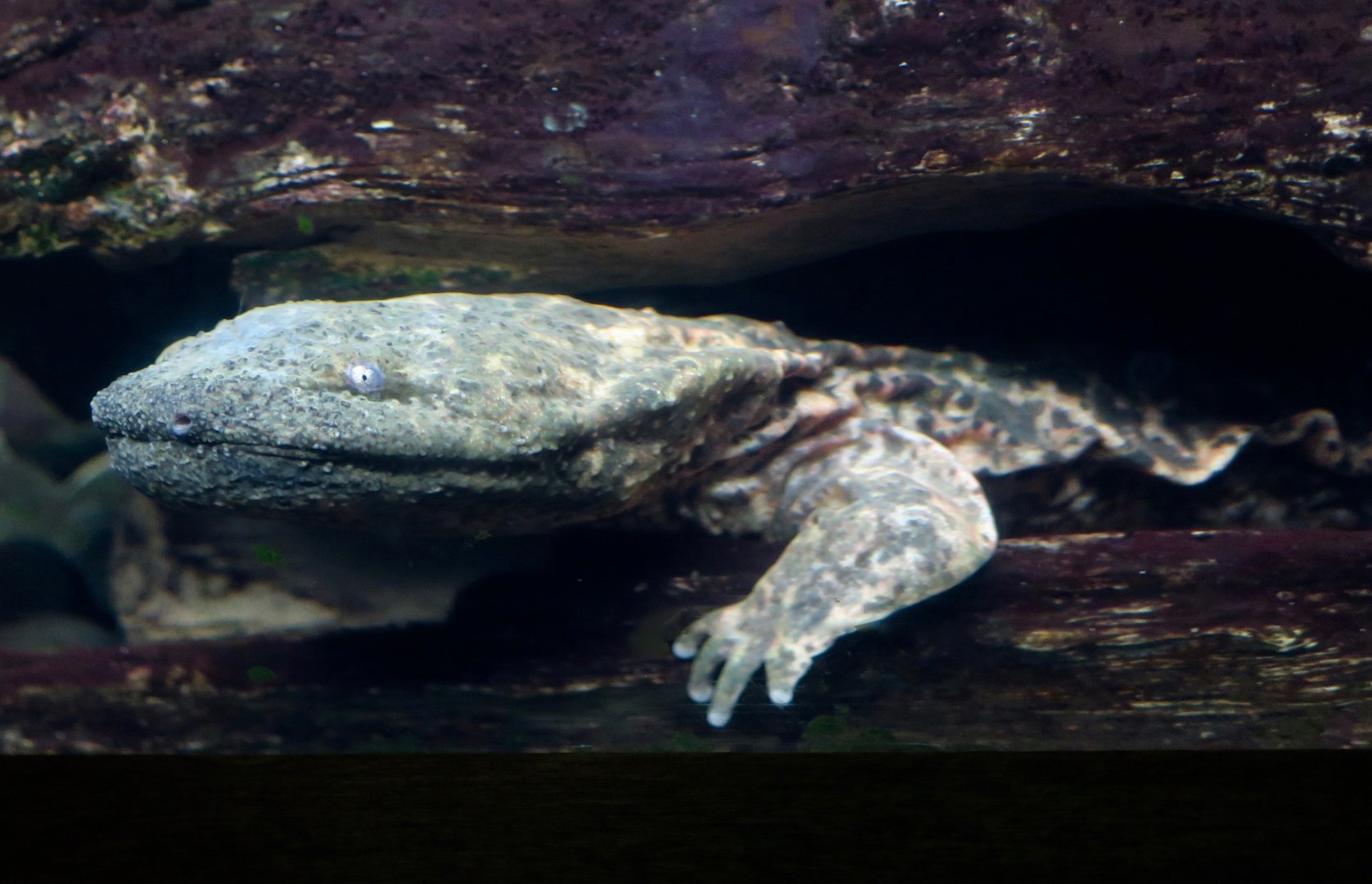 Eastern Hellbender (Cryptobranchus alleganiensis alleganiensis)