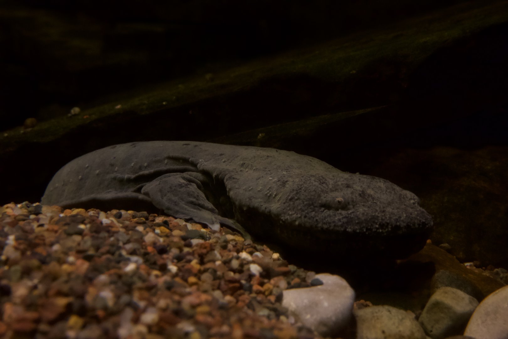 Eastern Hellbender/ Cryptobranchus alleganiensis alleganiensis