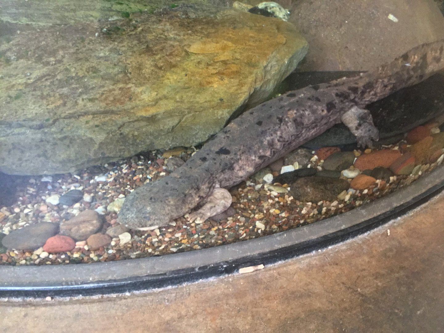 Eastern Hellbender (Cryptobranchus alleganiensis)
