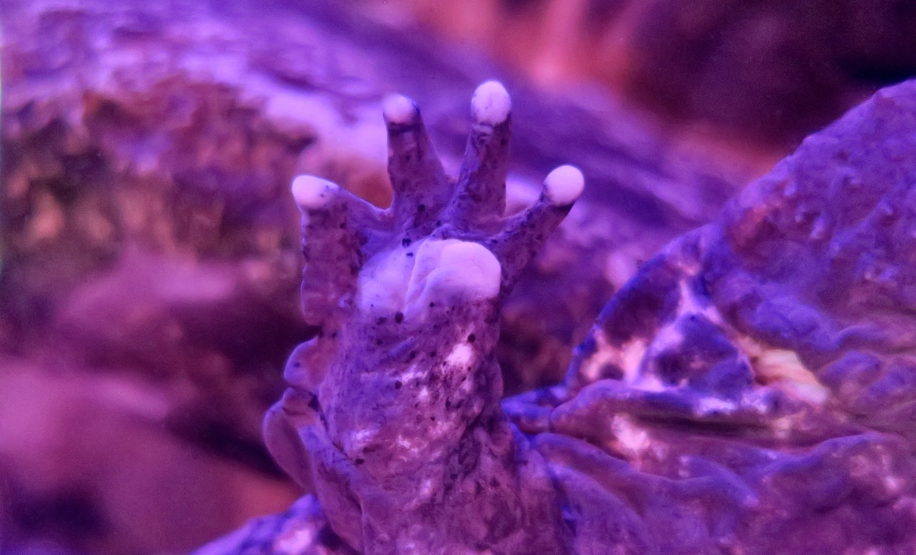 Eastern Hellbender (Cryptobranchus alleghaniensis alleghaniensis) hand