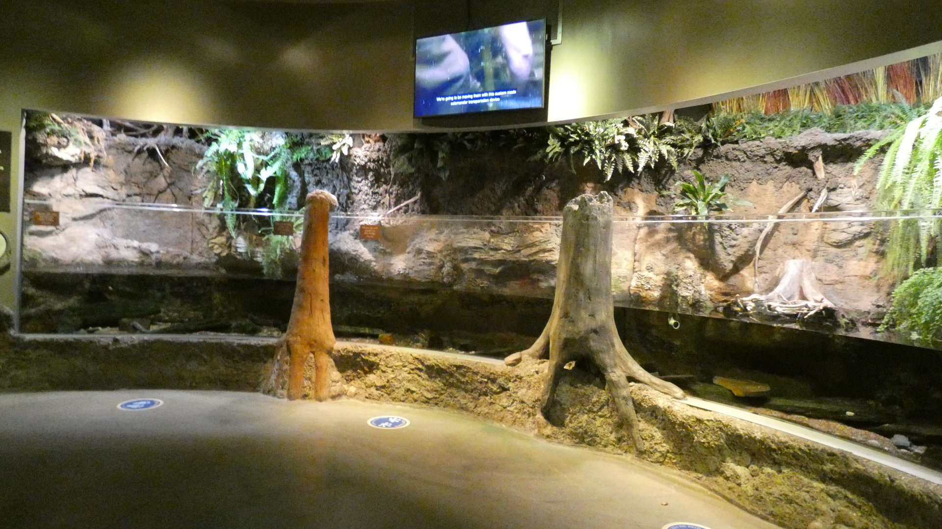 Eastern Hellbender Exhibit, National Amphibian Conservation Center - July 2022