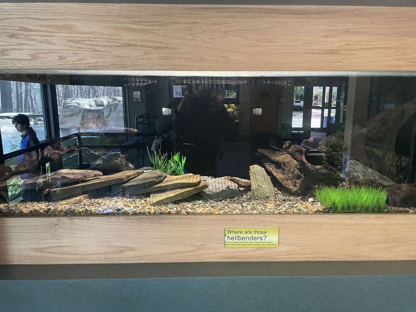 Eastern Hellbender Tank