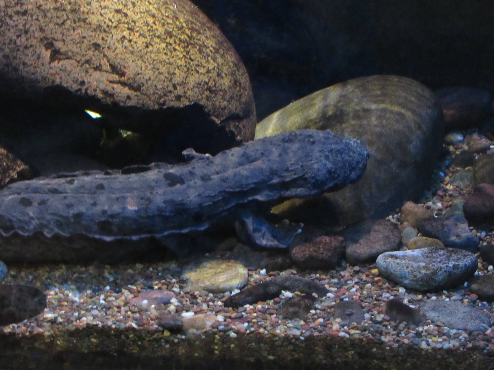 Eastern Hellbender