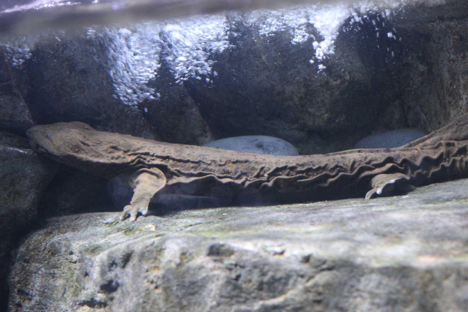 Eastern Hellbender