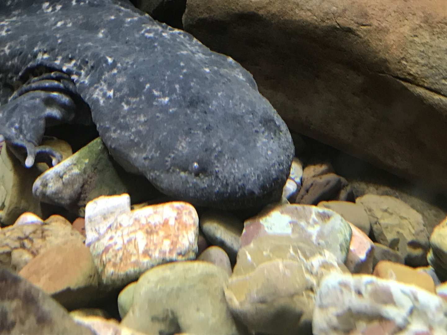 Eastern Hellbender