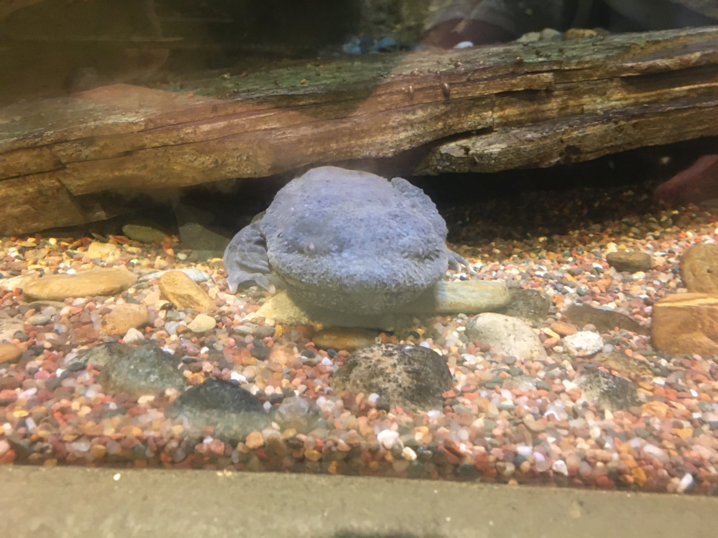 Eastern Hellbender