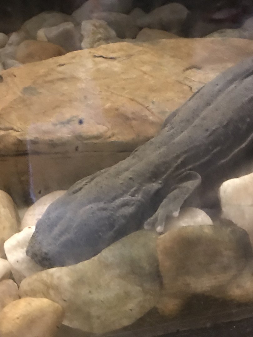 Eastern hellbender