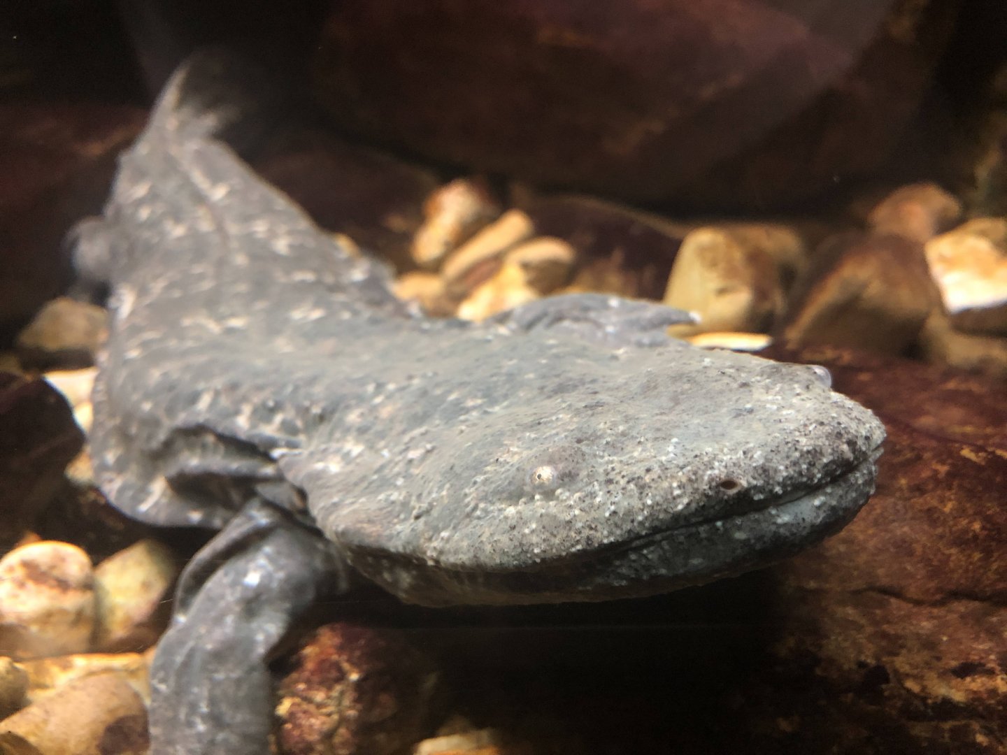 Eastern Hellbender