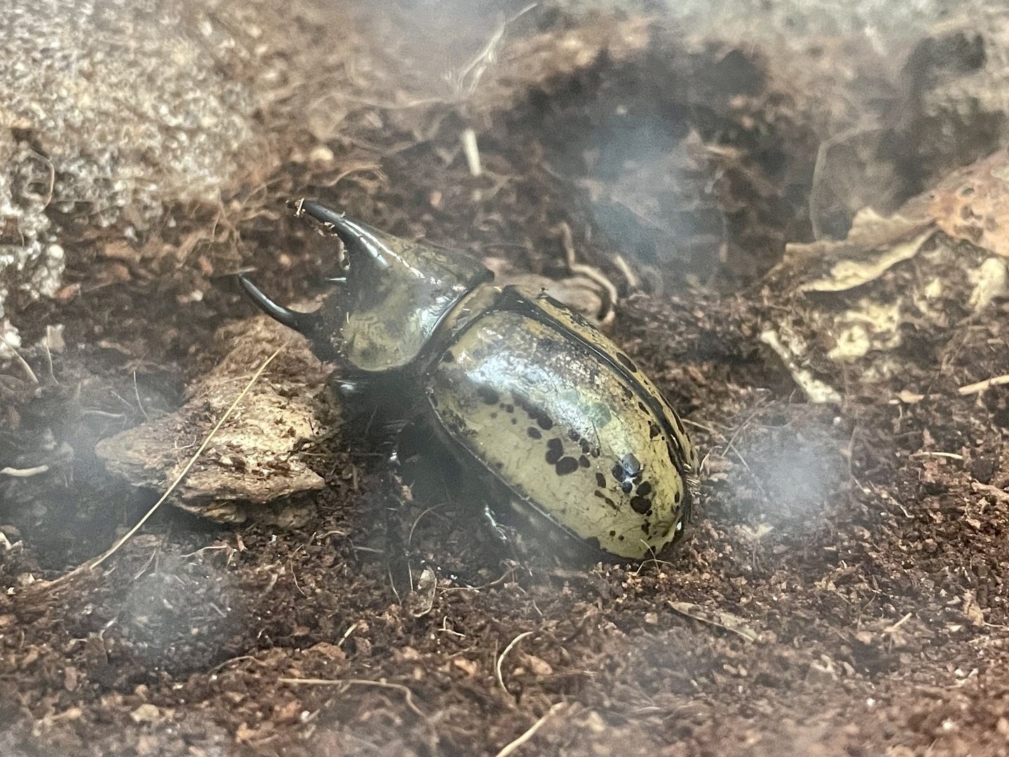 Eastern Hercules Beetle