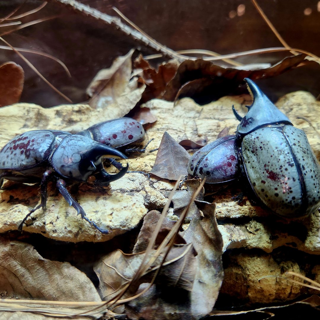 Eastern Hercules Beetles (Dynastes tityus)