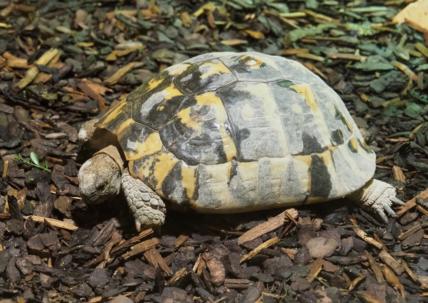 Eastern Hermann's tortoise (Testudo hermanni boettgeri), 2021-09-03