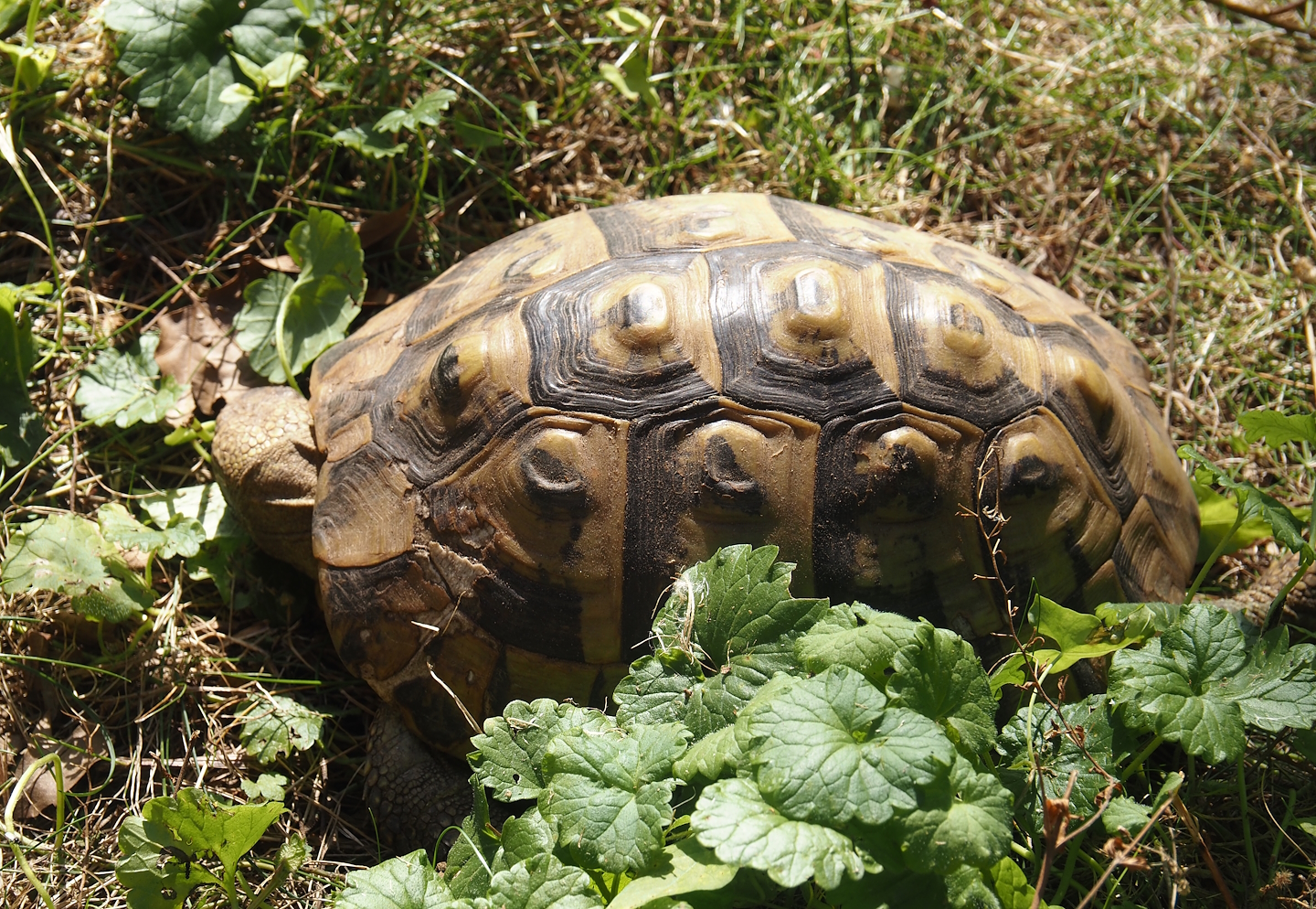 Eastern Hermann's tortoise (Testudo hermanni boettgeri), 2024-09-17