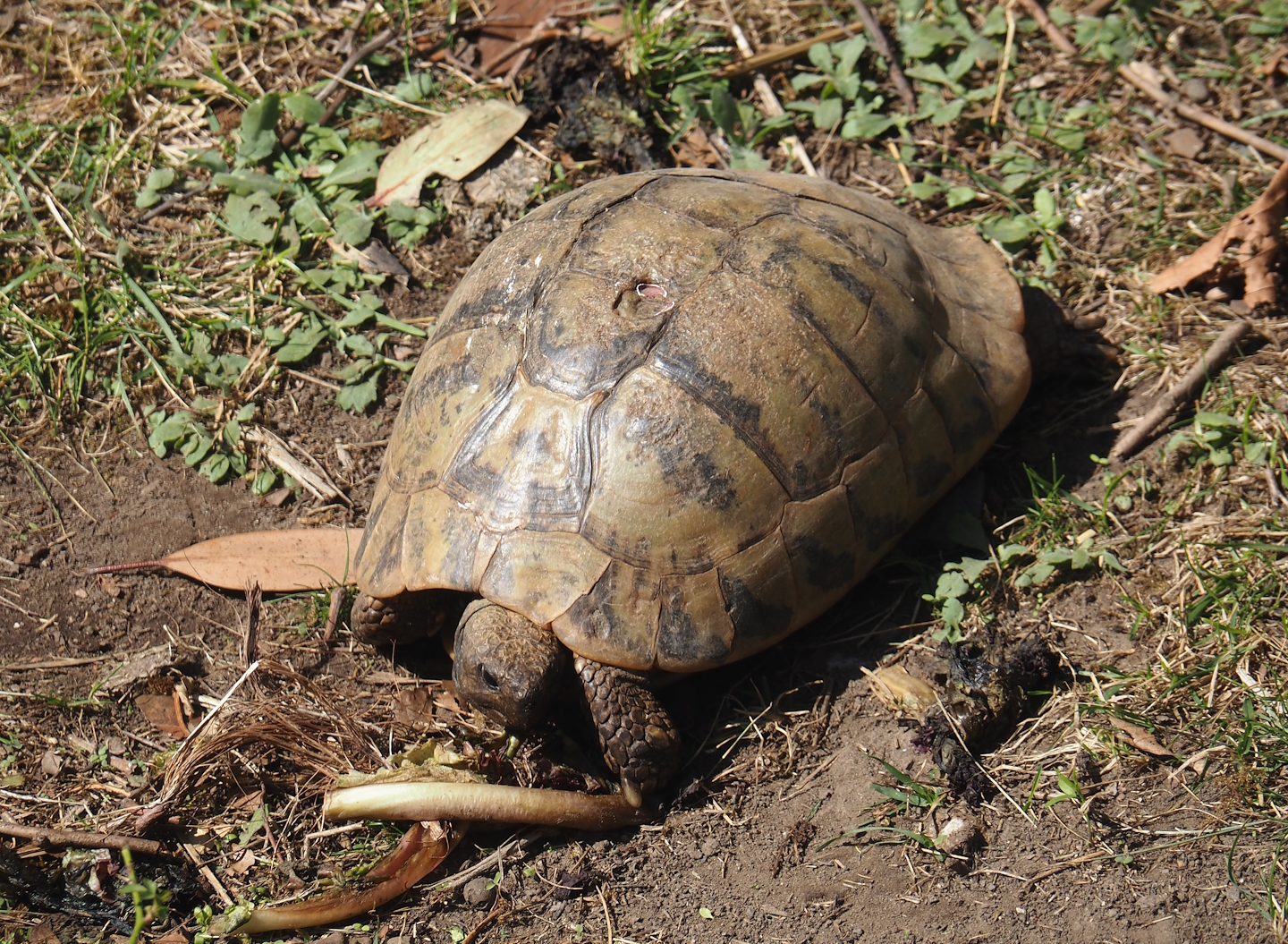 Eastern Hermann's tortoise (Testudo hermanni boettgeri), 2024-09-17
