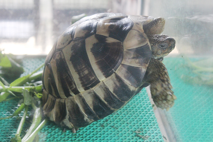 Eastern Hermann's tortoise (Testudo hermanni boettgeri)