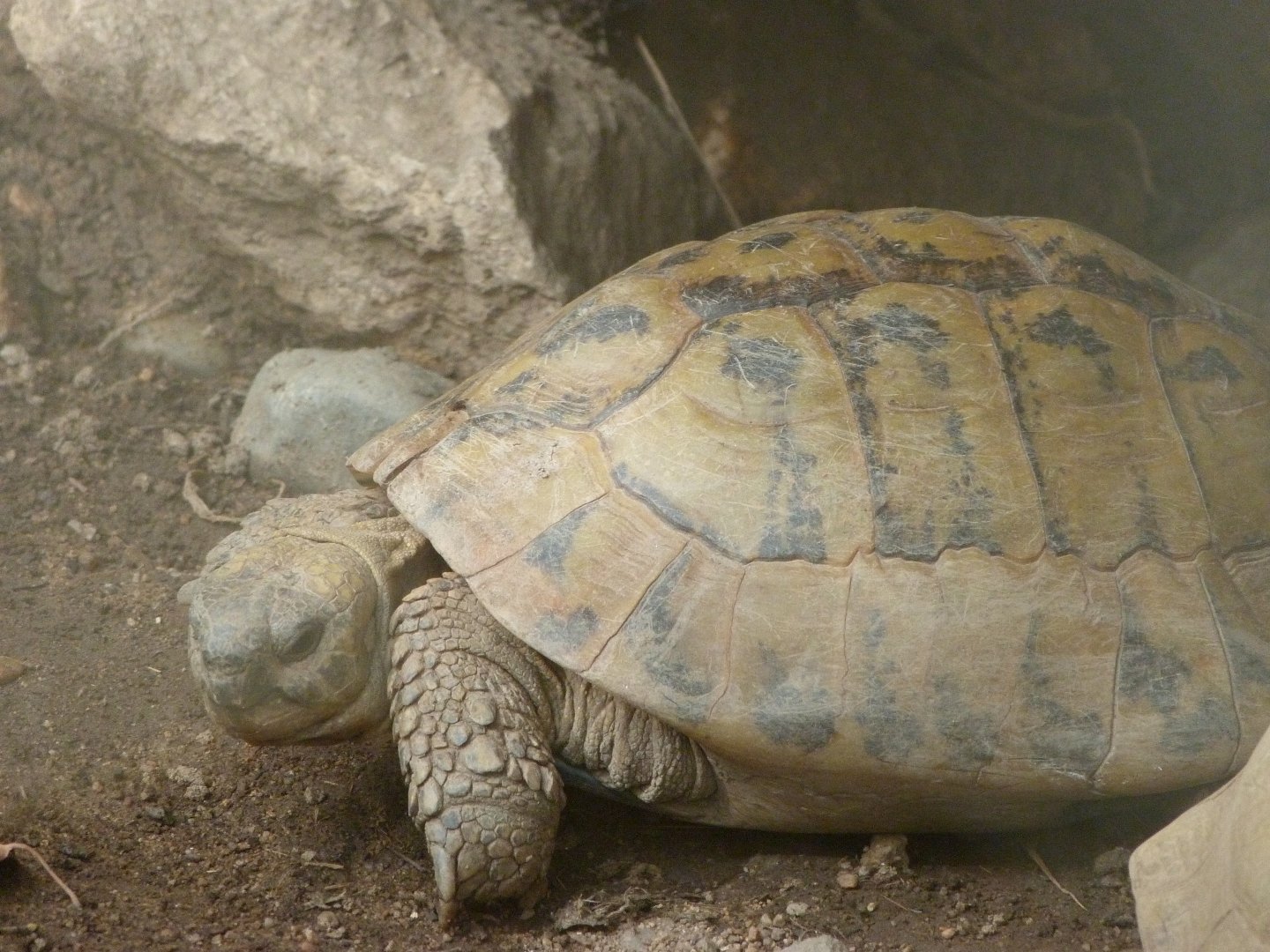Eastern Hermann's tortoise -Zoo Plzeň (2025)